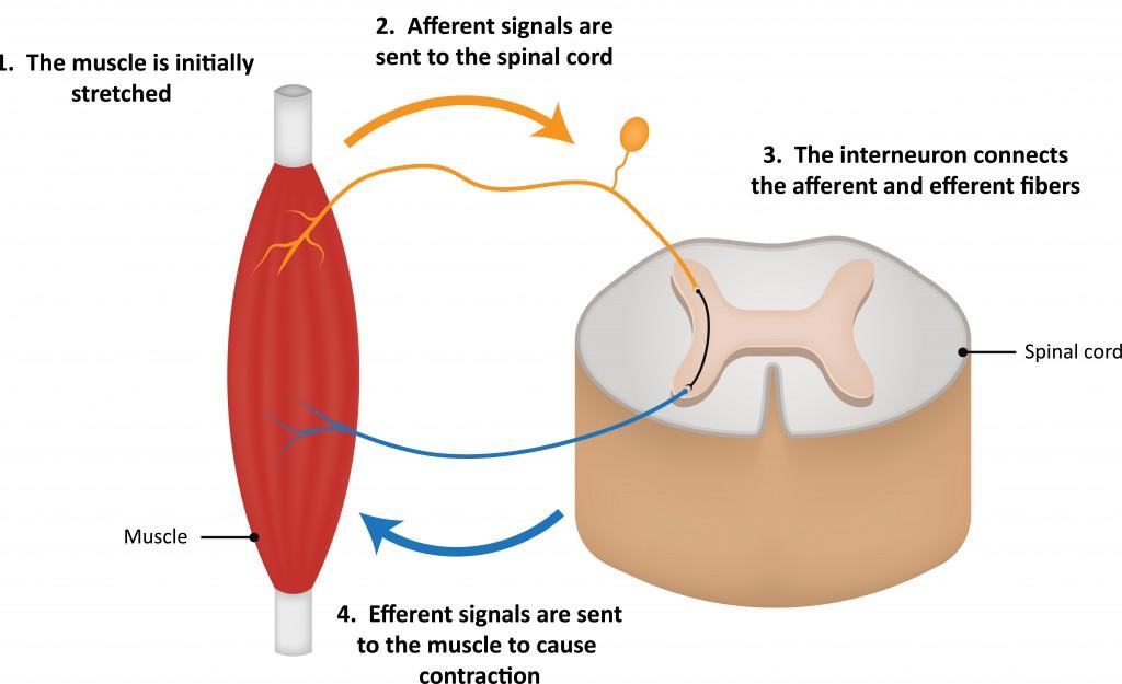 Exploring the Science Behind Stretching and Foam Rolling