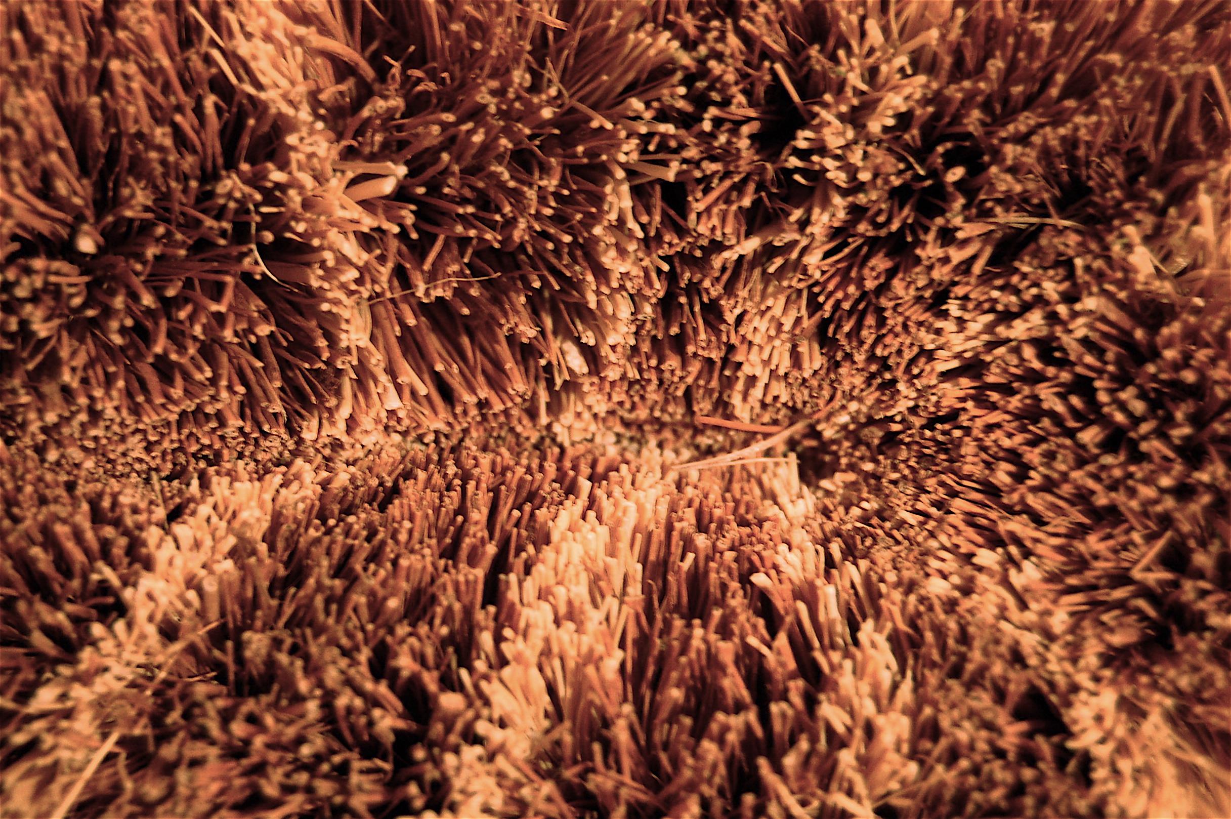 The Role of Fiber in Controlling Appetite and Supporting Weight Loss