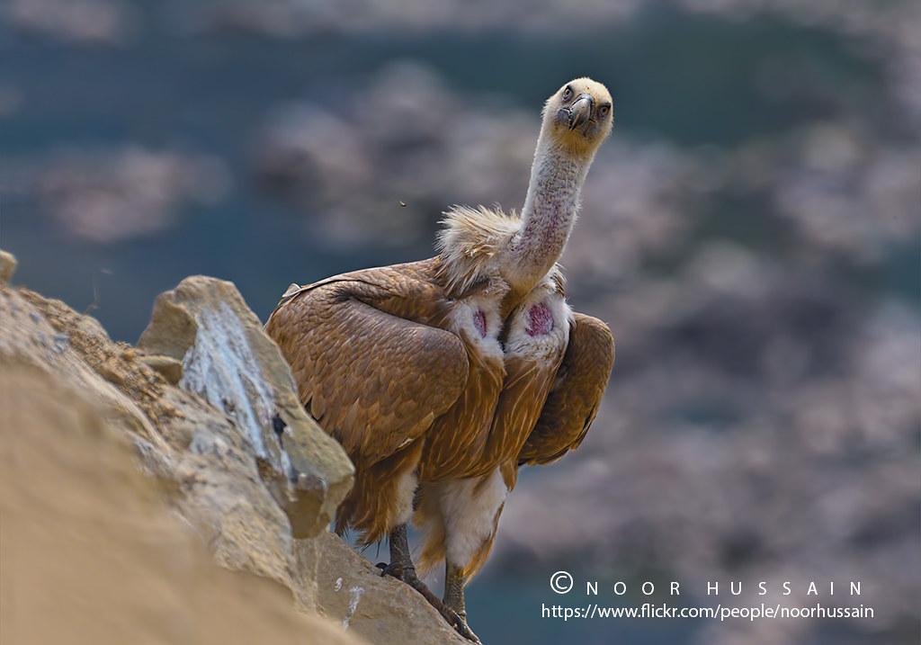 Understanding Metabolic Responses to Occasional Cheat Meals