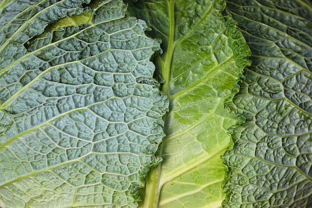 Harness the Power of Green: Leafy Vegetables for Optimal Energy