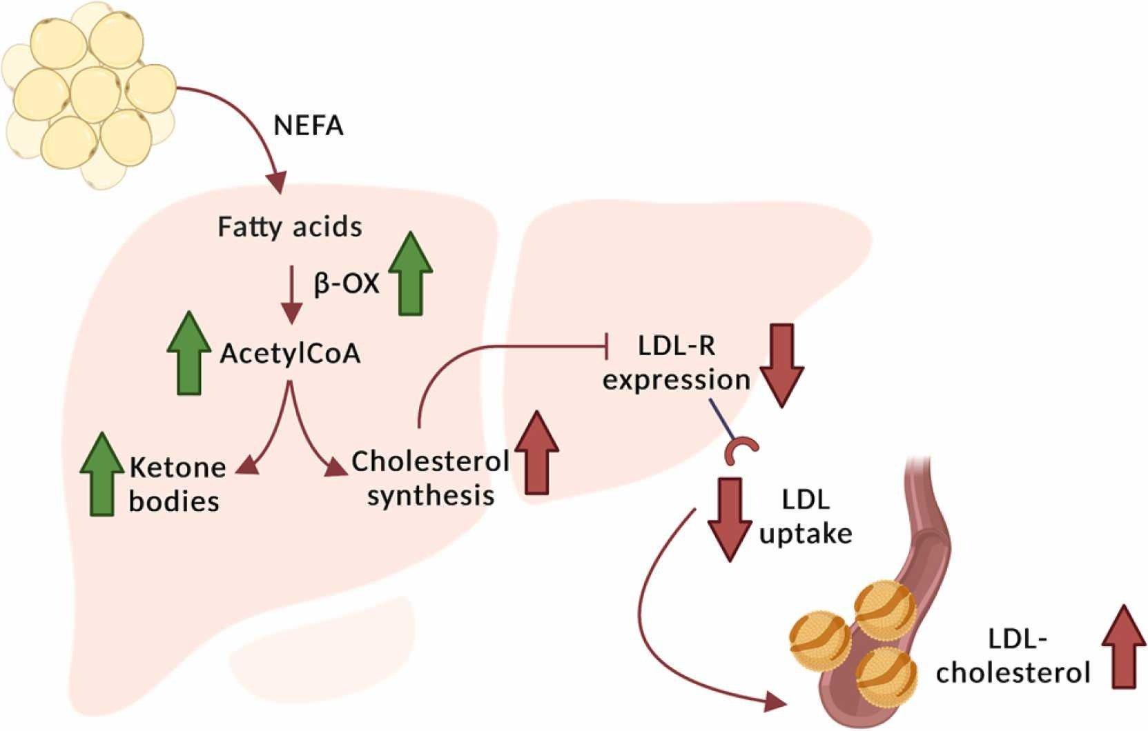 Exploring the Science Behind Cardios Impact on Cholesterol Levels