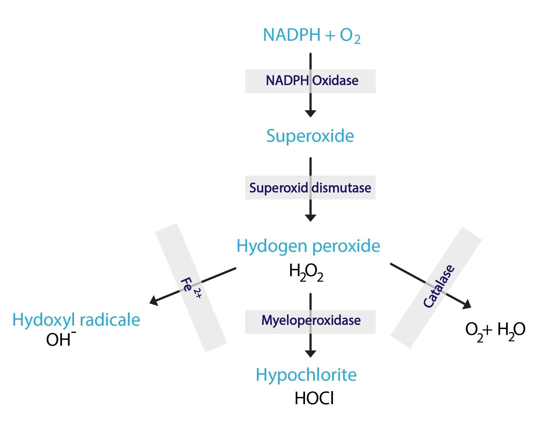 Water Wisdom: The Science Behind Hydration and Metabolic Rate