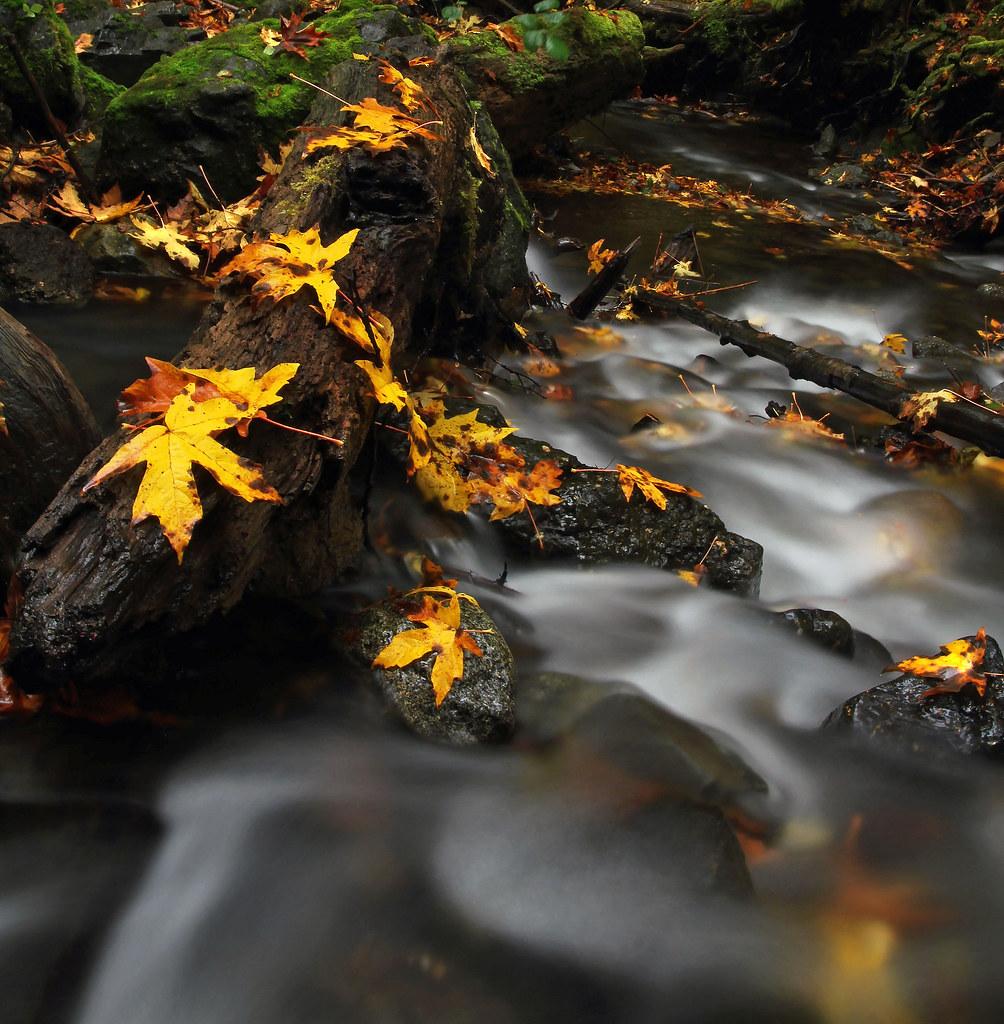 Mental Clarity in the Open Air: How Nature Boosts Your Mood
