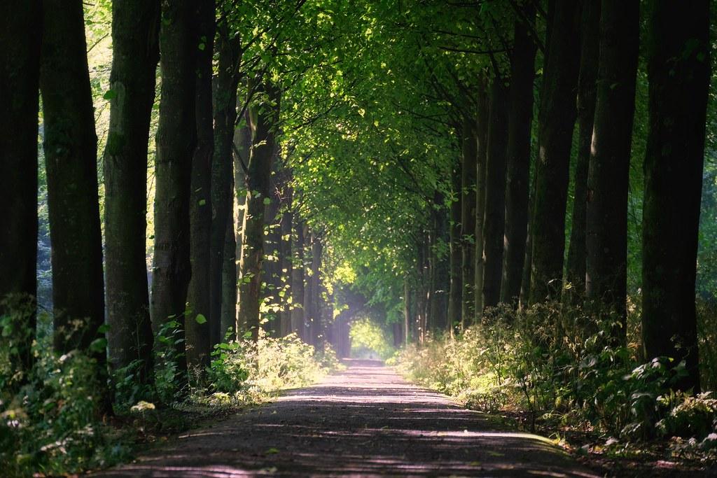 Essential Vitamins and ​Minerals for Daily Vitality