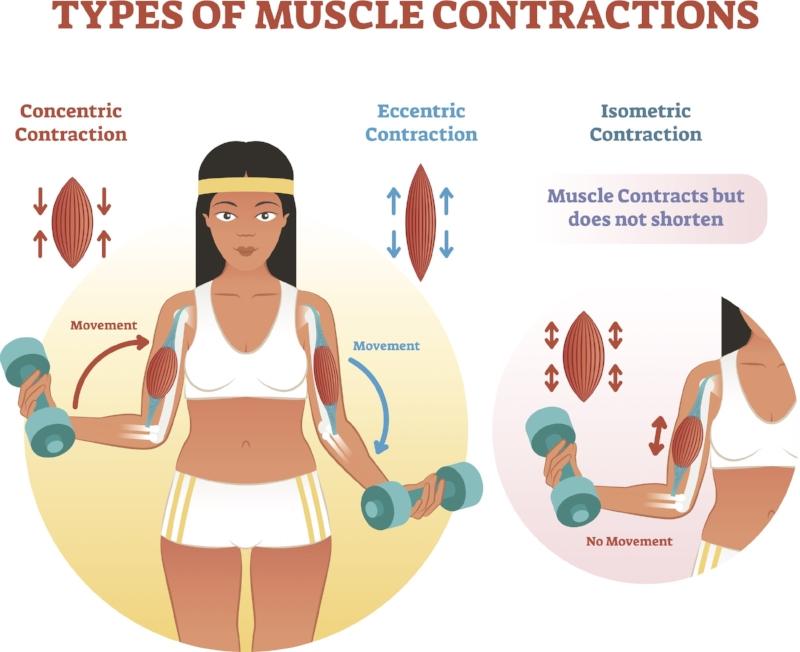 Understanding the Science Behind Muscle Actions